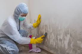 Why You Should Choose Our Mold Remediation Services in South Holland, IL